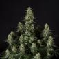 Preview: Samen 3x Punch Pie feminisiert Royalqueenseeds